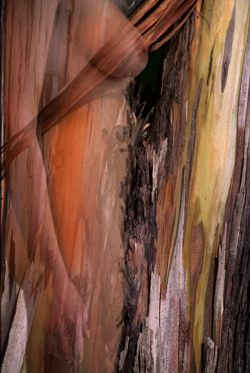 Girls in the Trees - Limited Edition Photographic Art by Christopher Strong